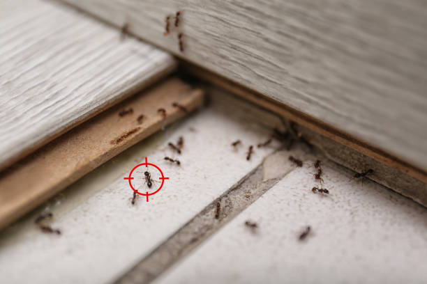 Best Affordable Pest Control Services  in Rocky Point, NC