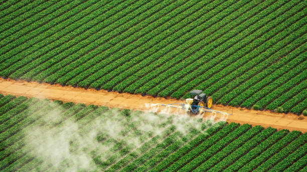 Best Ant Control Services  in Rocky Point, NC