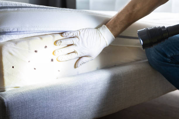 Reliable Rocky Point, NC Pest Control Solutions