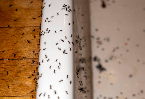 Best Pest Control Treatment  in Rocky Point, NC