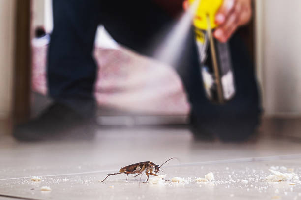 Best Flea Control Services  in Rocky Point, NC