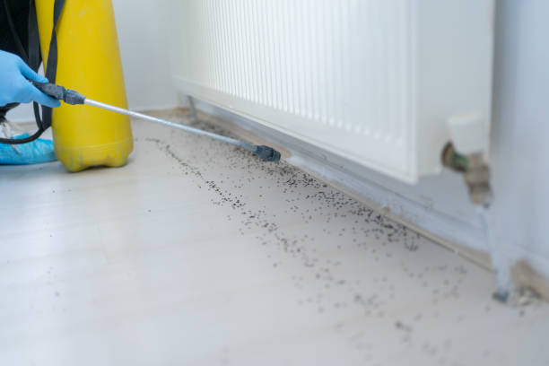 Best Wasp Removal Services  in Rocky Point, NC